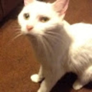 Meet your Posher, Bridgette